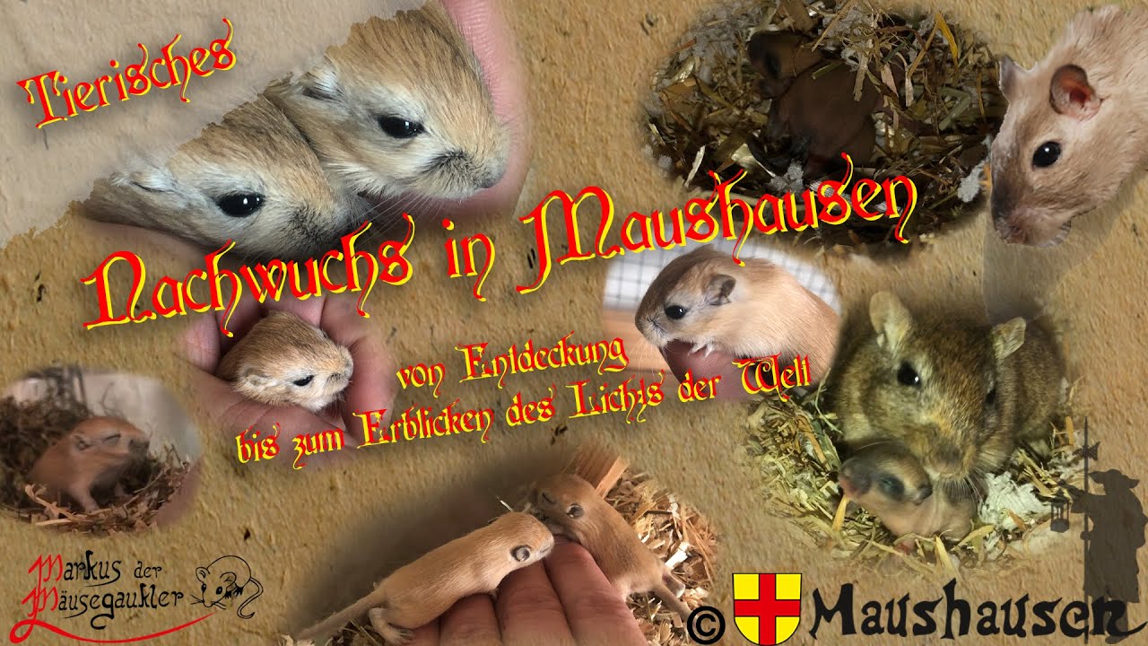 Nachwuchs in Maushausen – Teil 1 –Gerbil, Wüstenrennmaus, Rennmaus, Wüstenspringmaus, Babymäuse