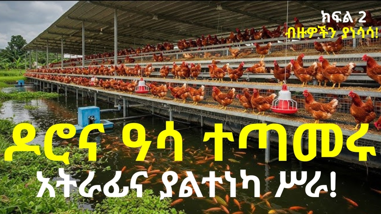 በዓሳና በዶሮ ጥምር እርባታ ብዙዎች ተነቃቅተዋል! ያልተሠራበትና አጓጊ የግብርና  ሥራ! ለዘርፈ ብዙ ጠቀሜታው ቃላት ያጥረኛል! ሚሊየነር ይሁኑ! ክፍል 2