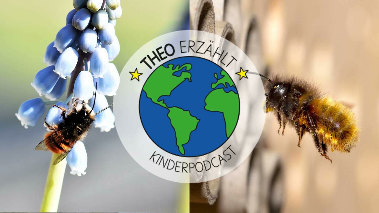 «Theo erzählt» - ein Kinderpodcast, Folge 42: die Wildbiene