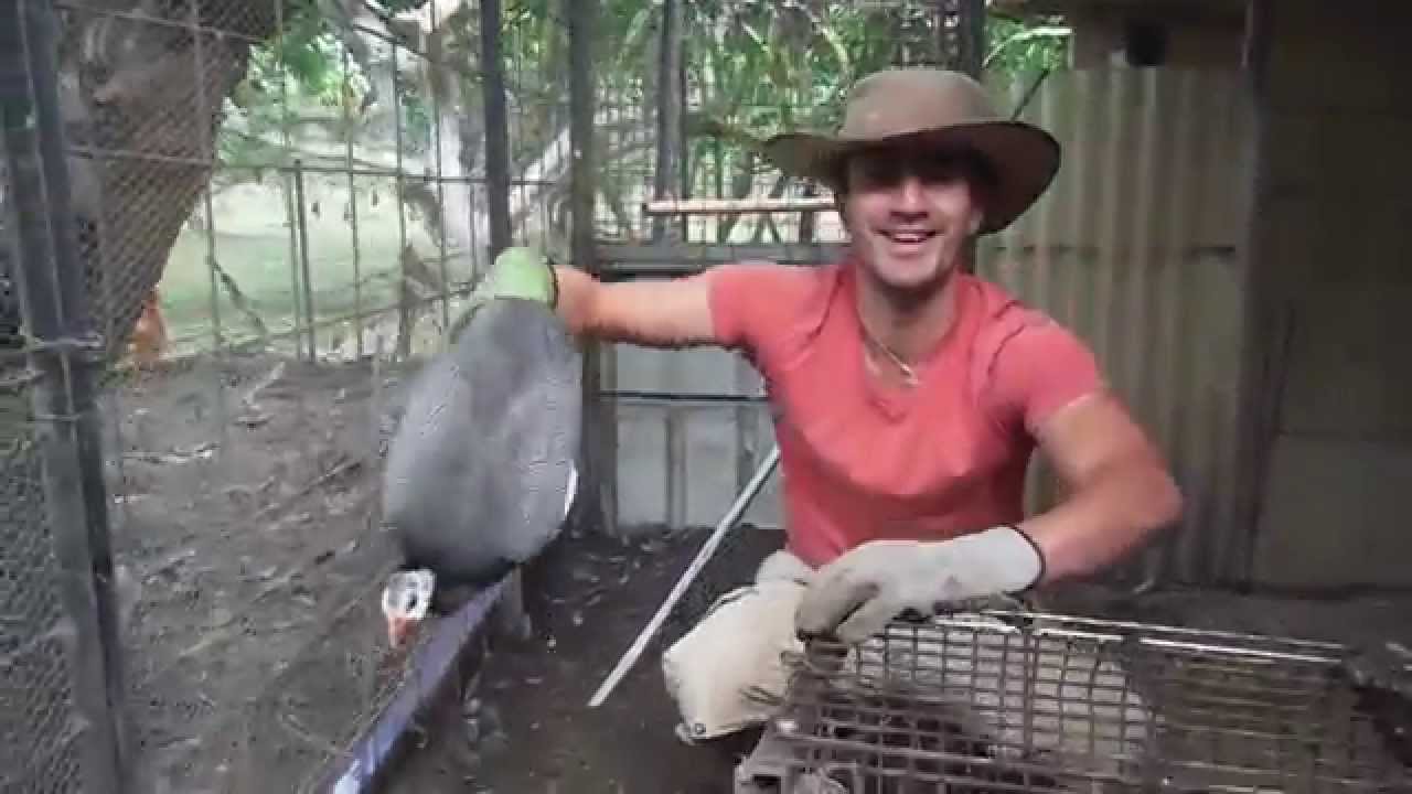 How to catch Guinea Fowl @ Papa Juan Organic Farm