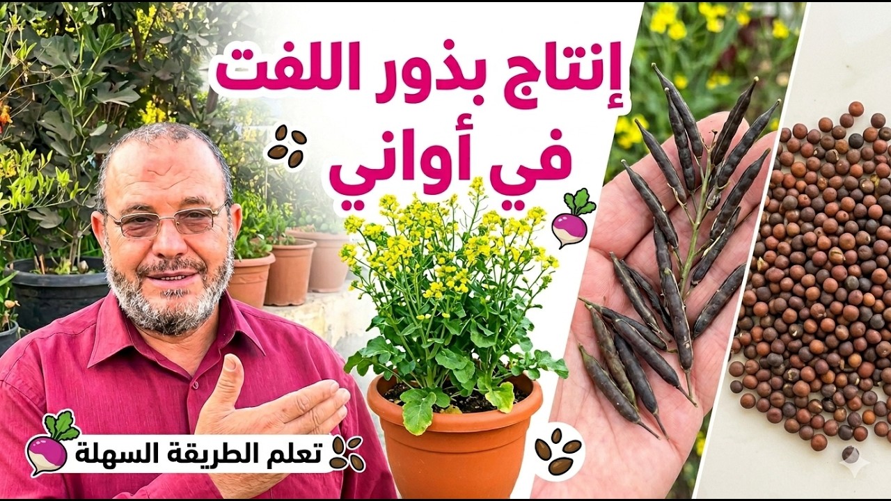 كيف تنتج تقاوي اللفت بنفسك على سطح البيت بدون خبرة؟توقيت الزراعة الصحيح لإنتاج تقاوي اللفت بنجاح