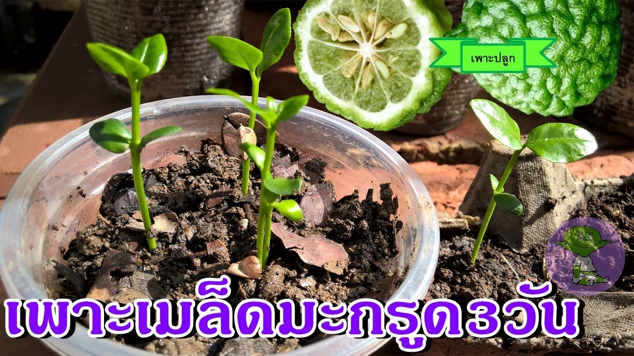 ้้วิธีเพาะเมล็ดมะกรูดได้ผลเร็ว รากงอก จากวัสดุเหลือใช้ ปลูกต้นมะกรูด ต้นไม้เศรษฐกิจ