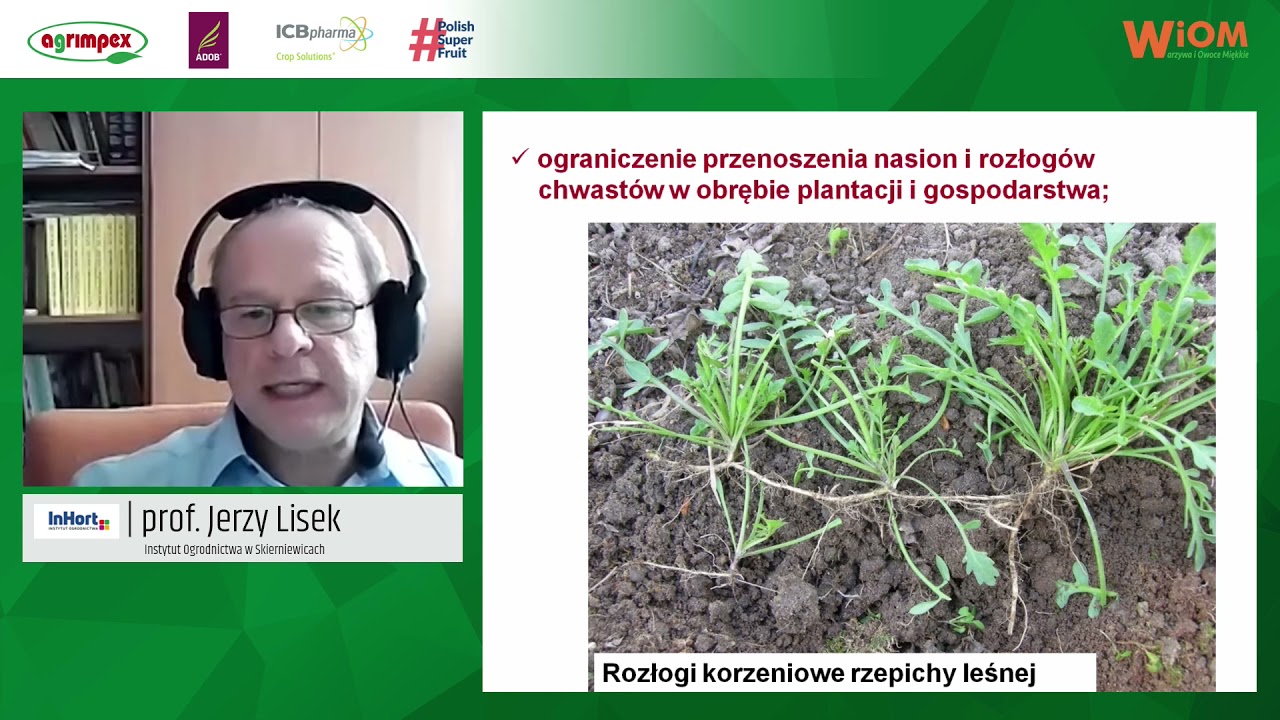 Jak skutecznie zwalczyć chwasty w uprawie truskawki? Radzi prof. Jerzy Lisek z Instytutu Ogrodnictwa
