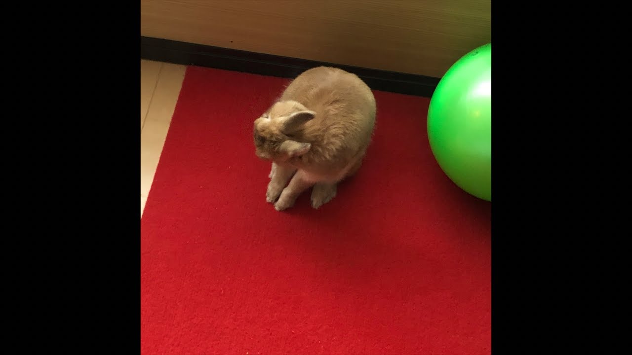 2/5【夜coco】うさぎのcocoちゃん　Coco the Rabbit, from Japan がライブ配信中！