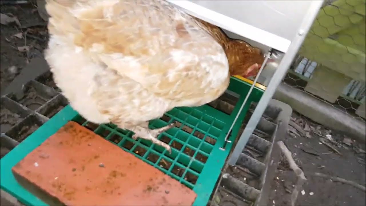 🐔 Feed-o-matic Treadle feeder | Assembly and test #rescuehens #silkies #treadle