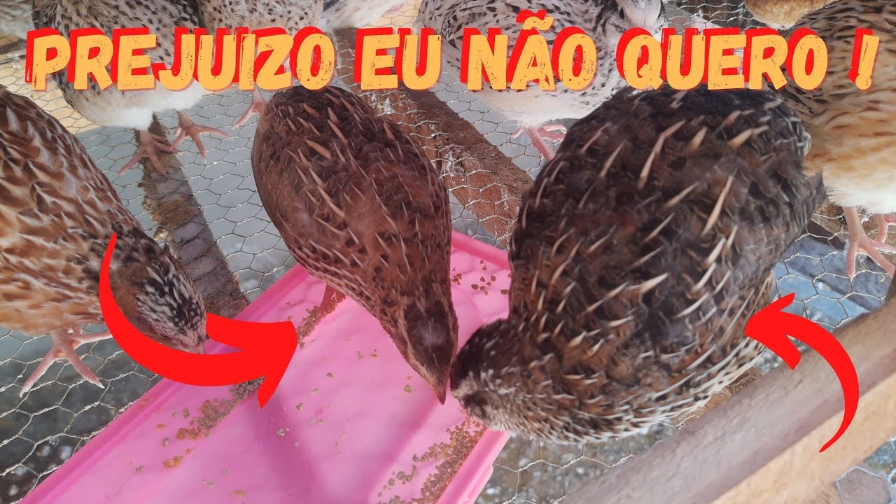 Quanto de RAÇÃO come uma CODORNA (teste na prática) Japonicas ou Gigantes