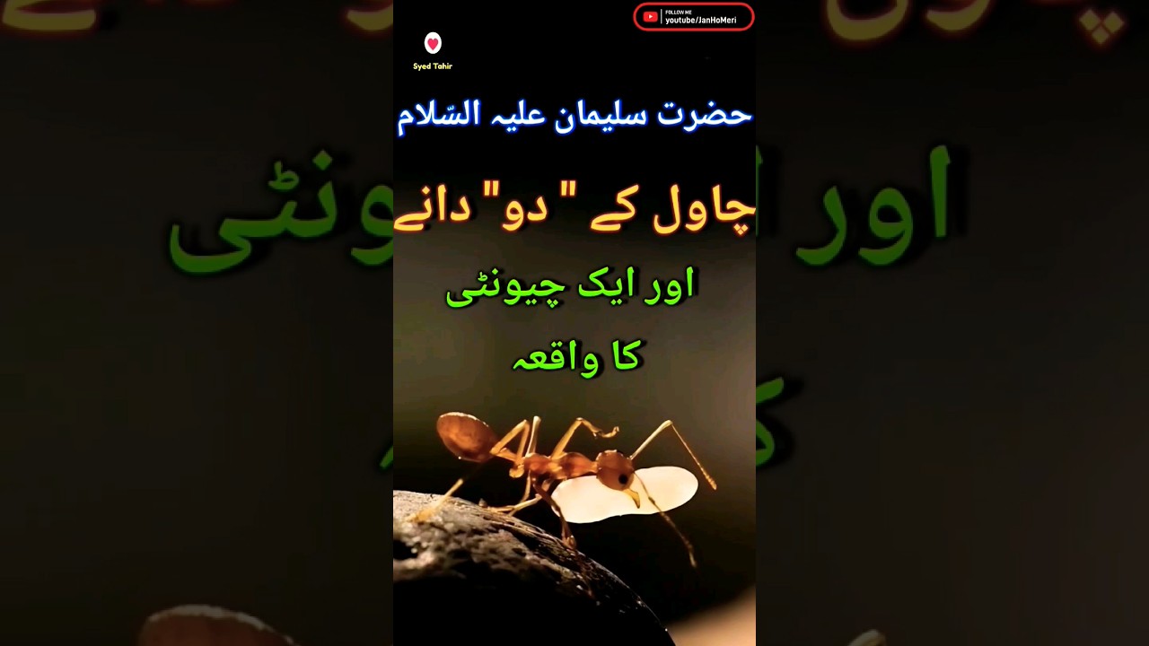 Waqia || Story of Hazrat suleman alaihissalam And Ant |Islamic stories #allah #muslim #islamicvideo