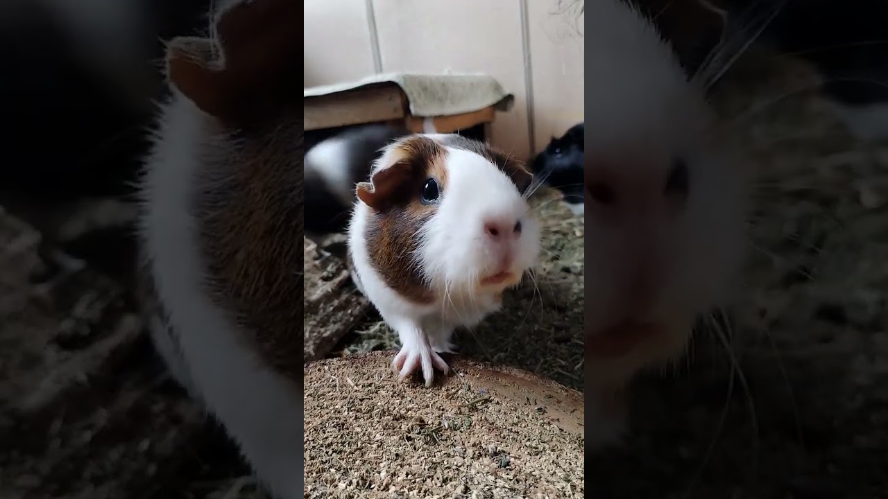 Guinea pigs ASMR | Feeding and sniffing 🐹🥕