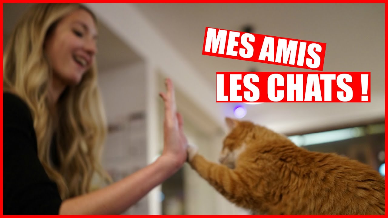 MES AMIS LES CHATS! | VLOGMAS JOUR 7  | 6 décembre 2015