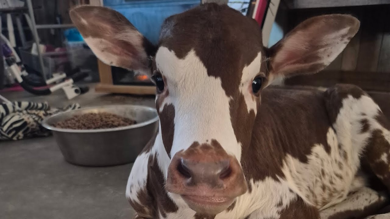 She's our sweetest bottle calf! I think she knew I had a migraine!