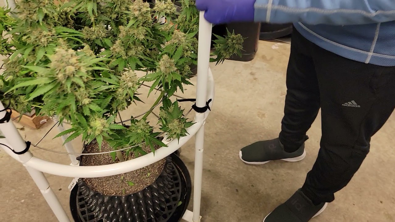 Chop Chop, it's harvest time and how to dry your cultivar in the Webbgro.