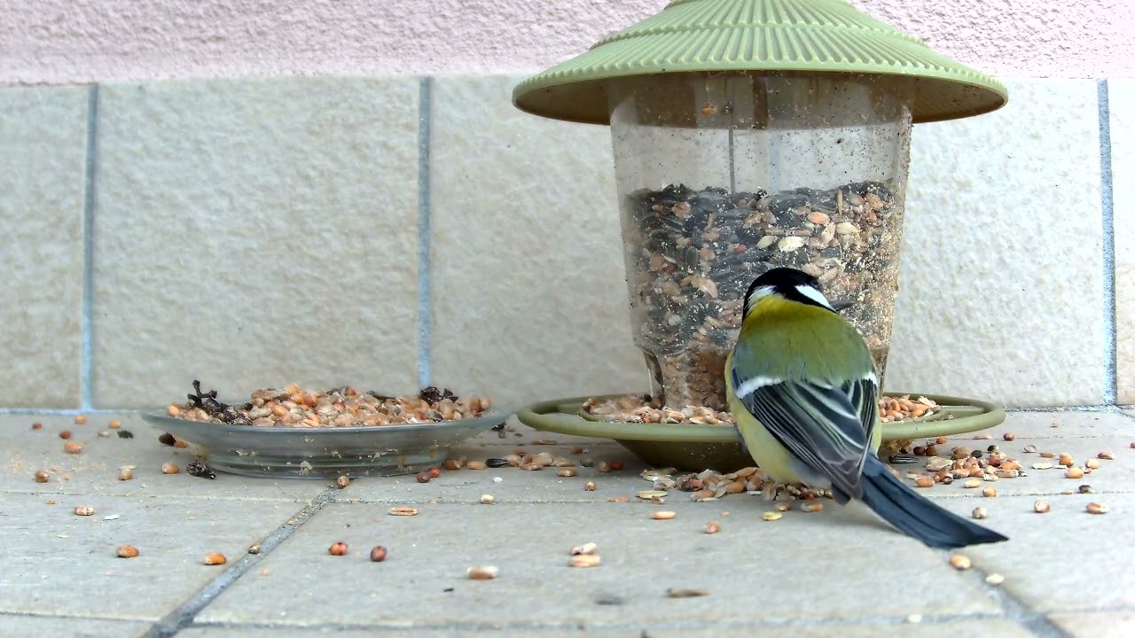 Compilation di cince sul balcone di casa, marzo 2026