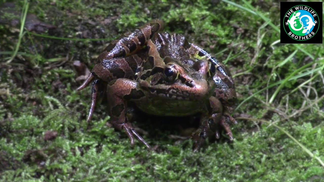 Late Summer Herping with Chris Egnoto @chrisegnoto!