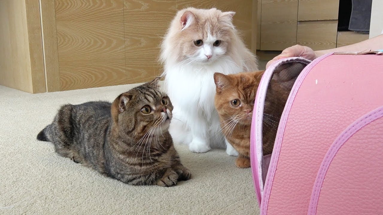 I INTRODUCED A NEW PUPPY TO THE CATS! (ENG SUB)