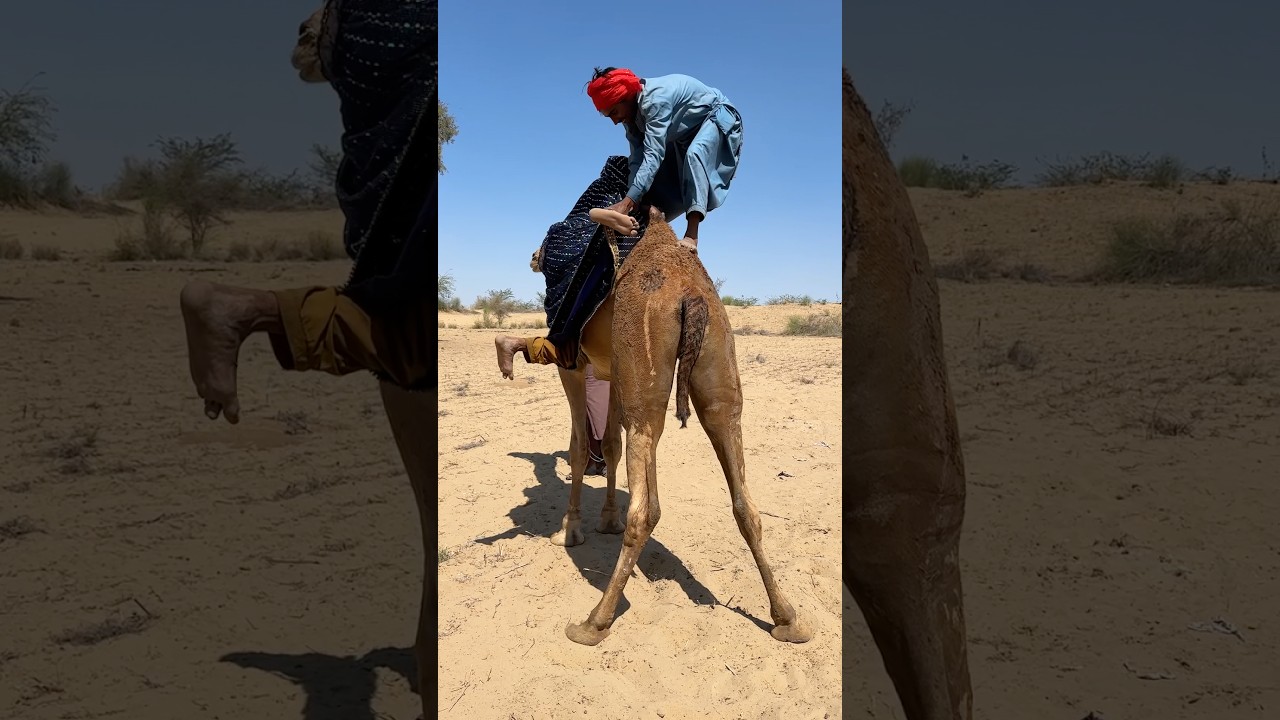 يجلس الزوج على الجمل، وينظر إلى الفتاة