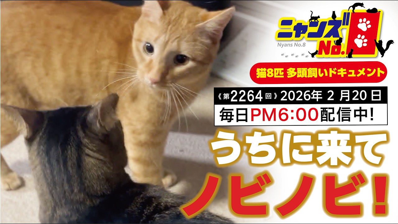 《第2264回》うちに来てノビノビ！