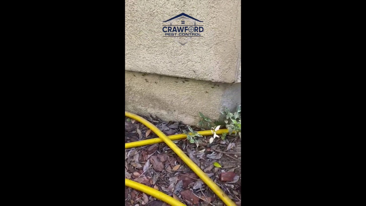 How to Find Interior Carpenter Ants and How to Kill Carpenter Ants that Trail on the Exterior