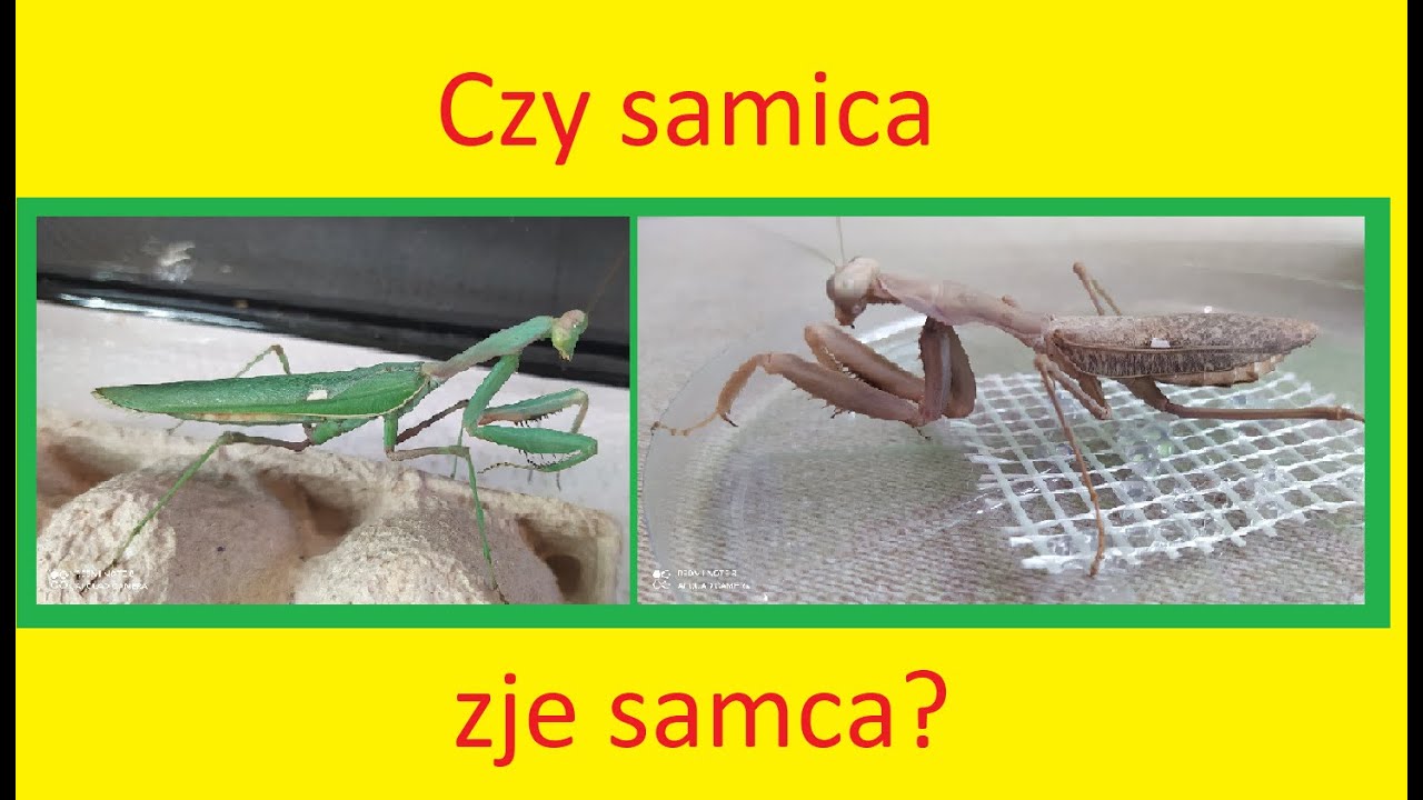 08. Jak rozmnażać modliszki sphodromantis viridis.