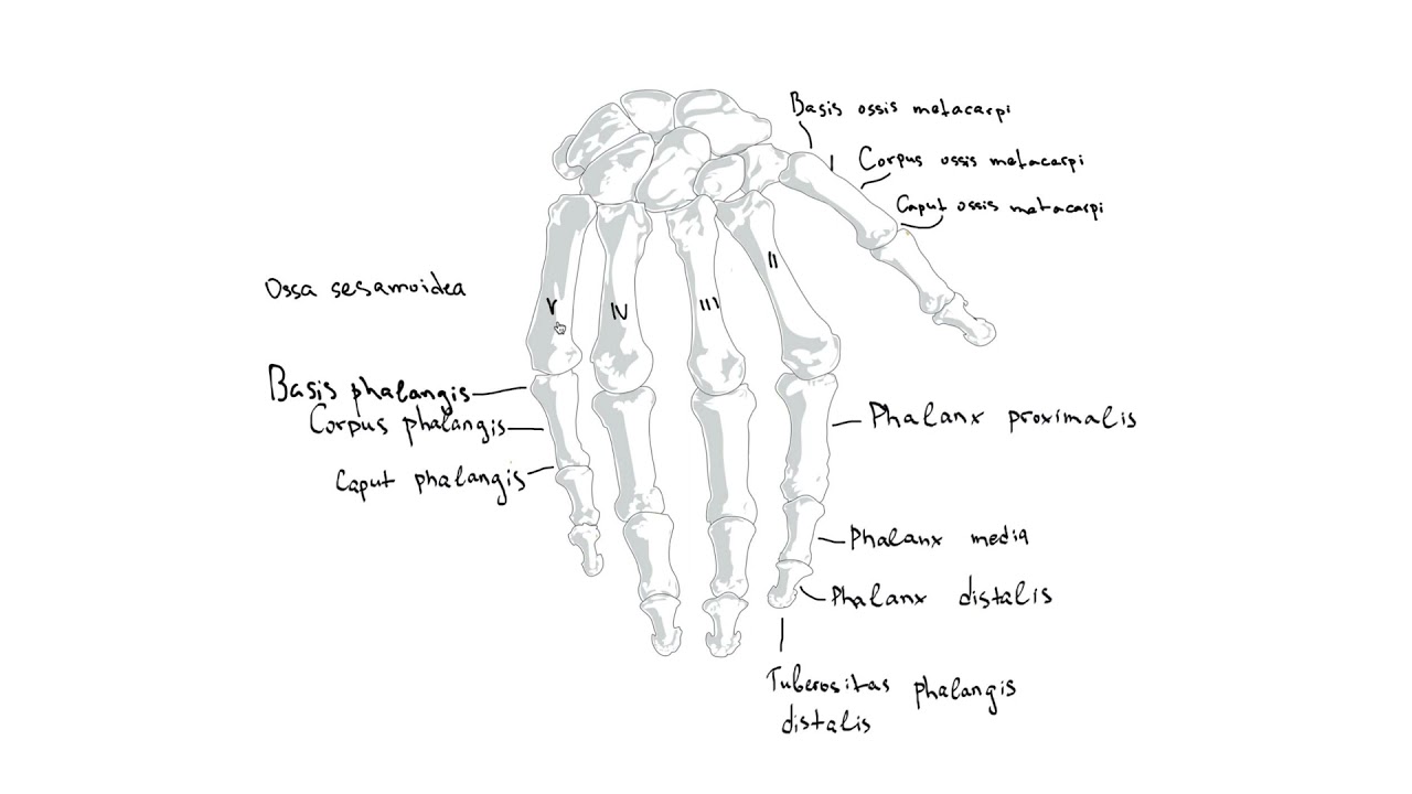 Кости на ръката – Ossa manus (3:54) ┃teoriyata.com