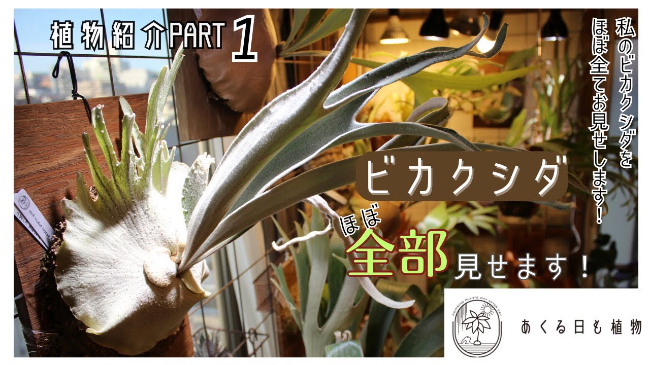 【植物紹介Part1 】ビカクシダを全部お見せします！！(ほぼ)