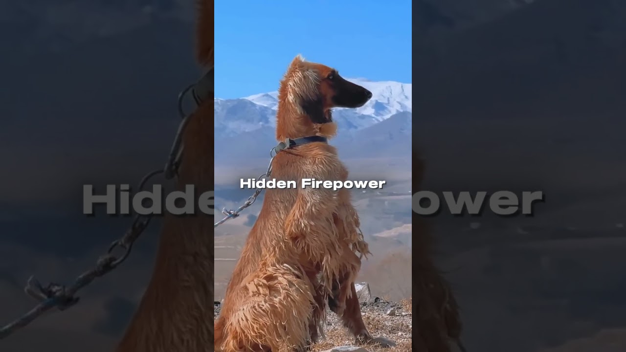 Top 4 Fastest Sighthounds in the World | Greyhound, Saluki, Borzoi & Afghan Hound