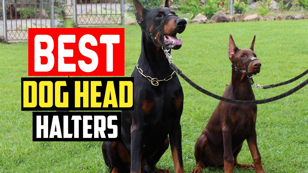 ✅Top 5 Best Dog Head Halters Reviews in 2025