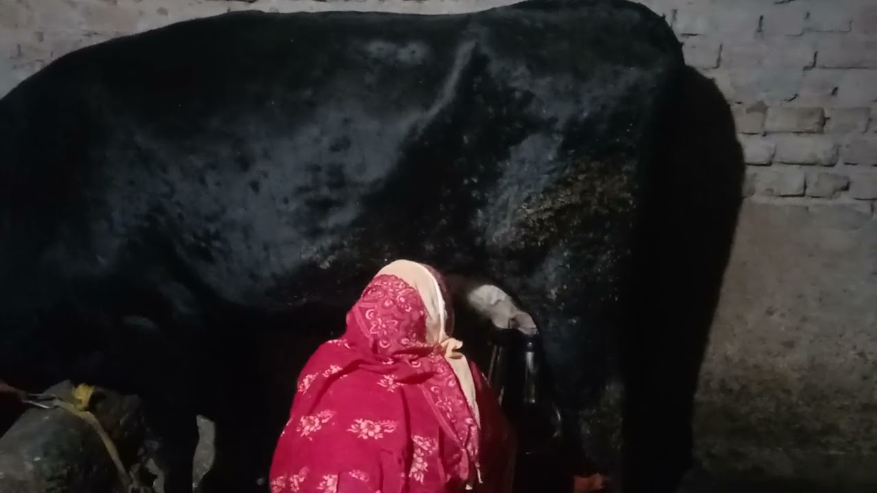 आज 21 दिन के बाद कितना दूध हो गया?