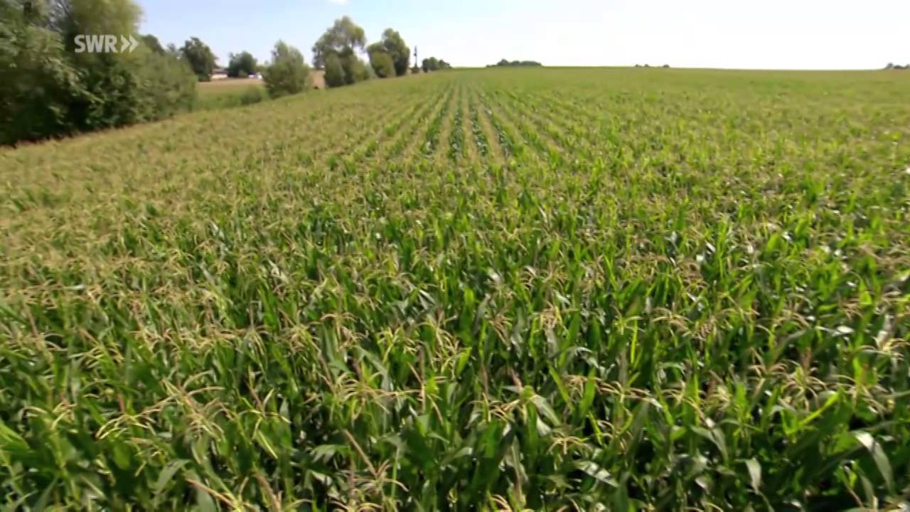 Der Mais-Wahn. Wie eine Pflanze Profit und Hunger schafft SWR Betrifft