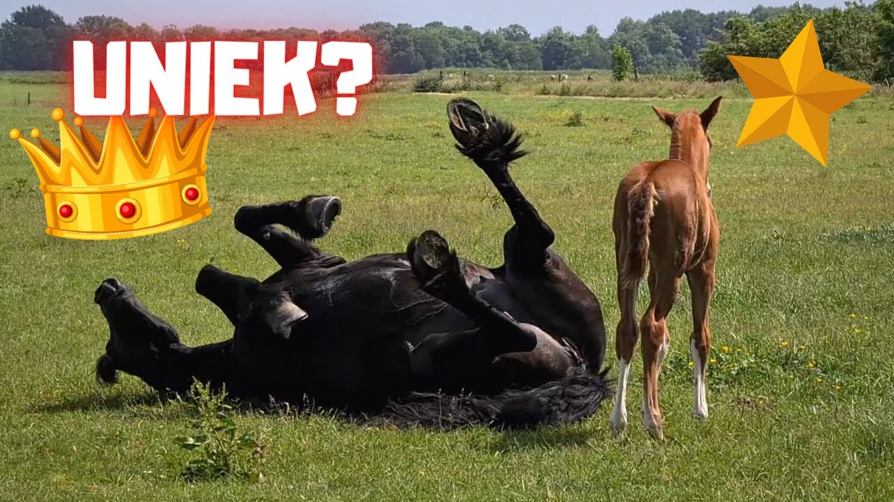 Rising Star⭐: What are you doing mom!!?? | Friesian Horses