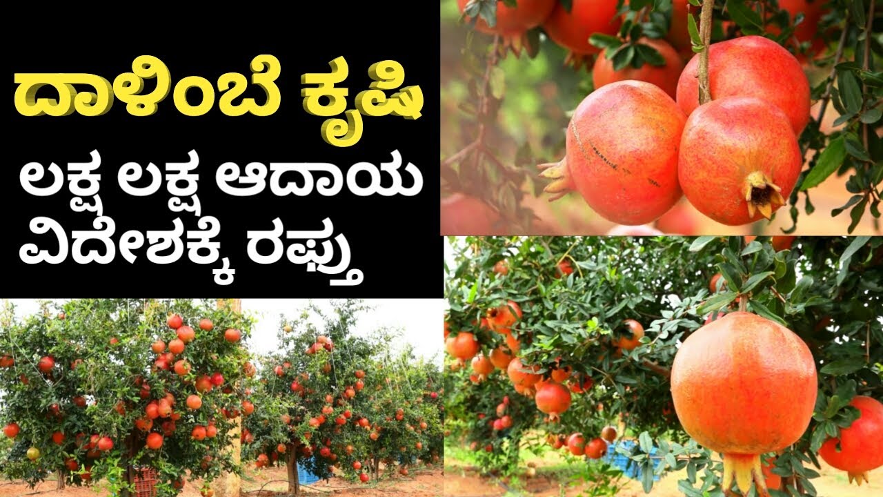 ದಾಳಿಂಬೆ ಕೃಷಿ | ದಾಳಿಂಬೆ ಕೃಷಿಯಲ್ಲಿ ಲಕ್ಷ ಲಕ್ಷ ಆದಾಯ ವಿದೇಶಕ್ಕೆ ರಫ್ತು | Cultivation of Pomegranates