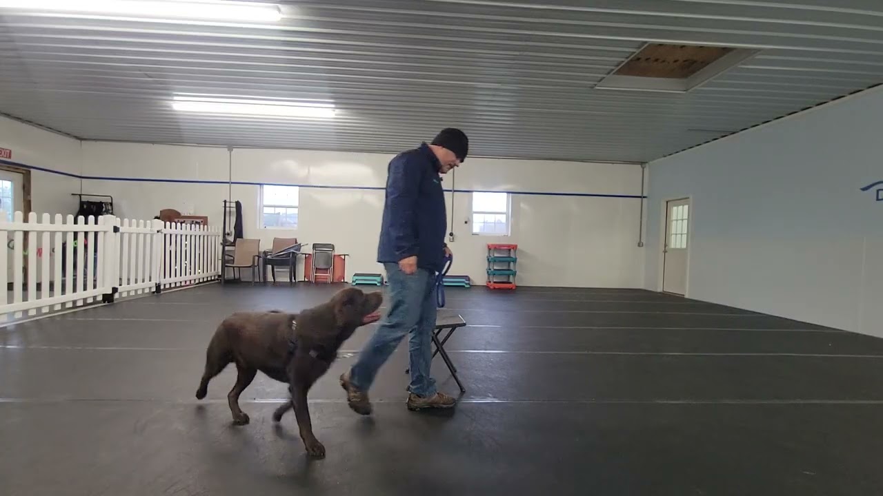 Murphy the Chocolate Lab | Day 2 Marker Words & Luring Foundations | Best Paw Forward Board & Train