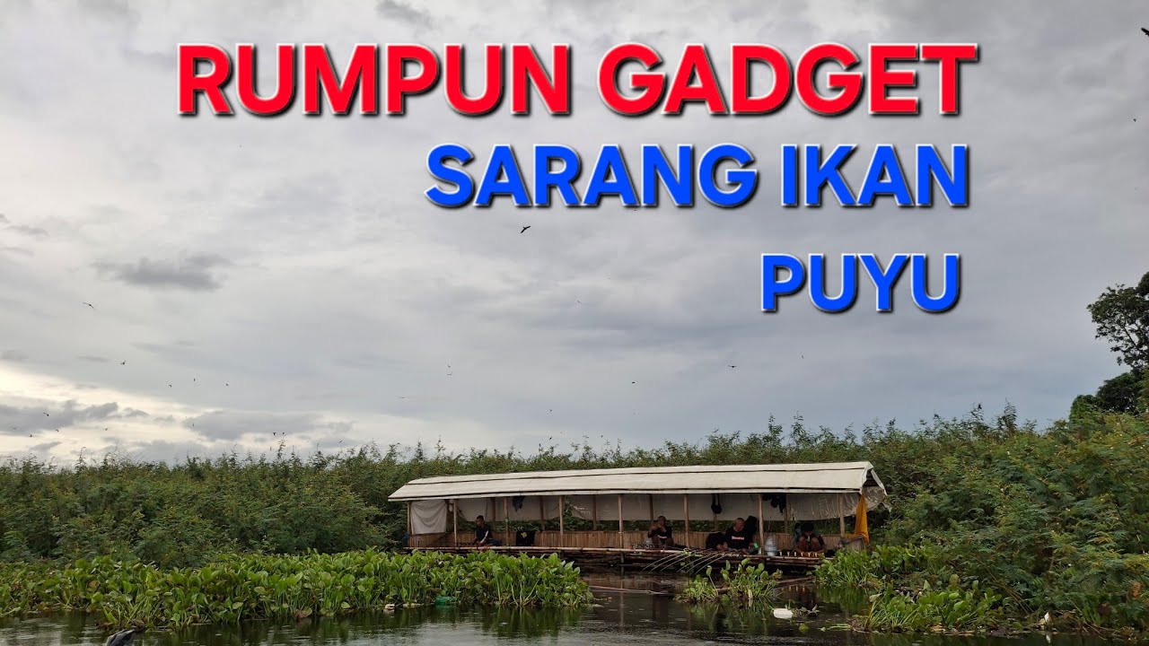 RUMPUN GATGET SARANG IKAN ‼️ PUYU BANYAK DI SINI// MANCING CIRATA MANCING MANIA