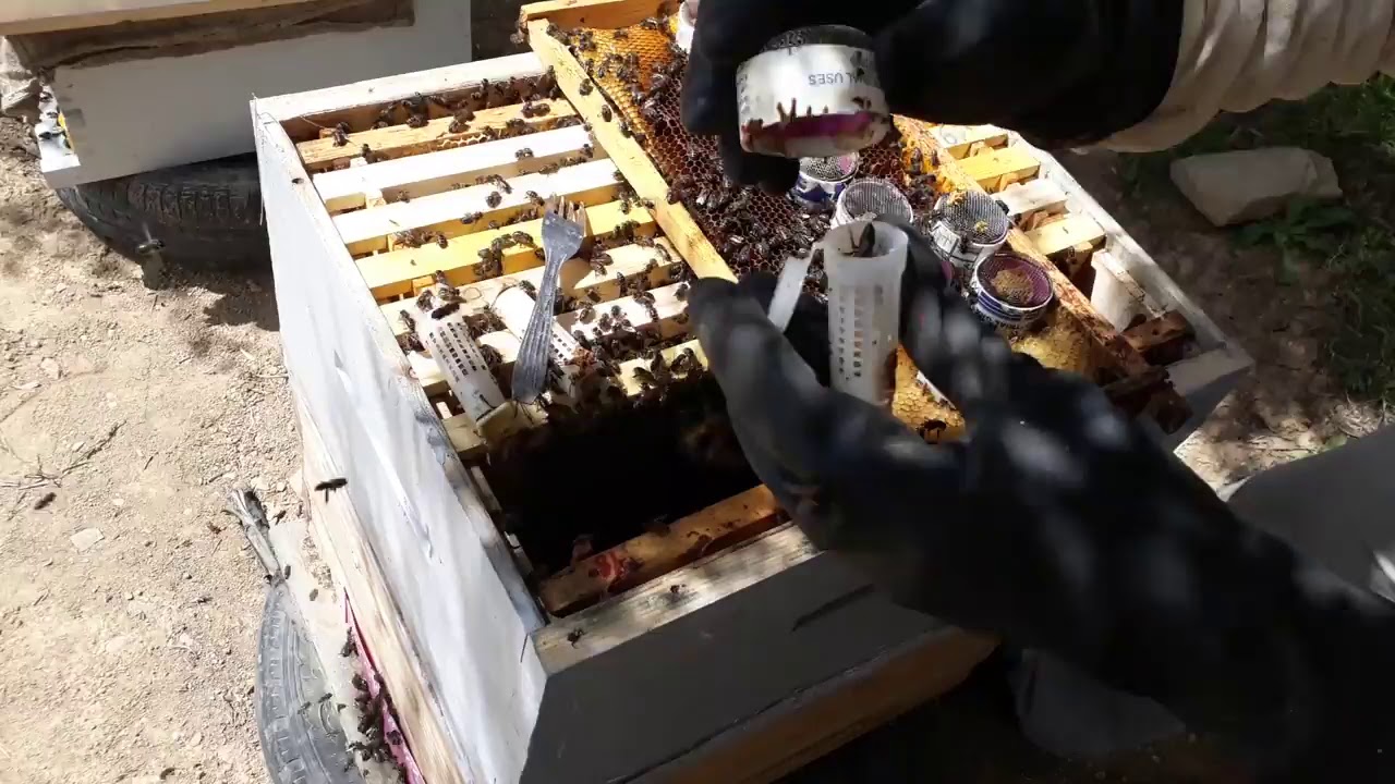 عملية نقل الملكات العذارى إلى نويات تلقيح