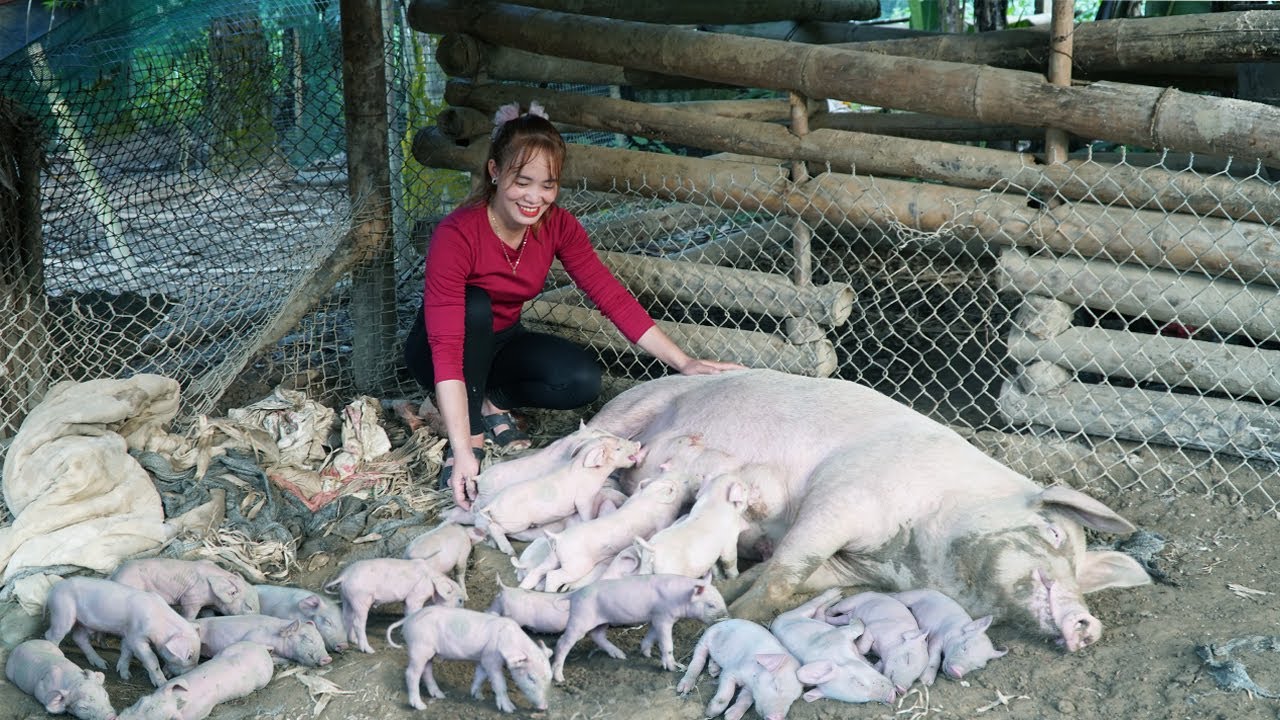 Newborn Pig, Piglet Care, Harvesting Taro Plants To Reserve for sows and piglets