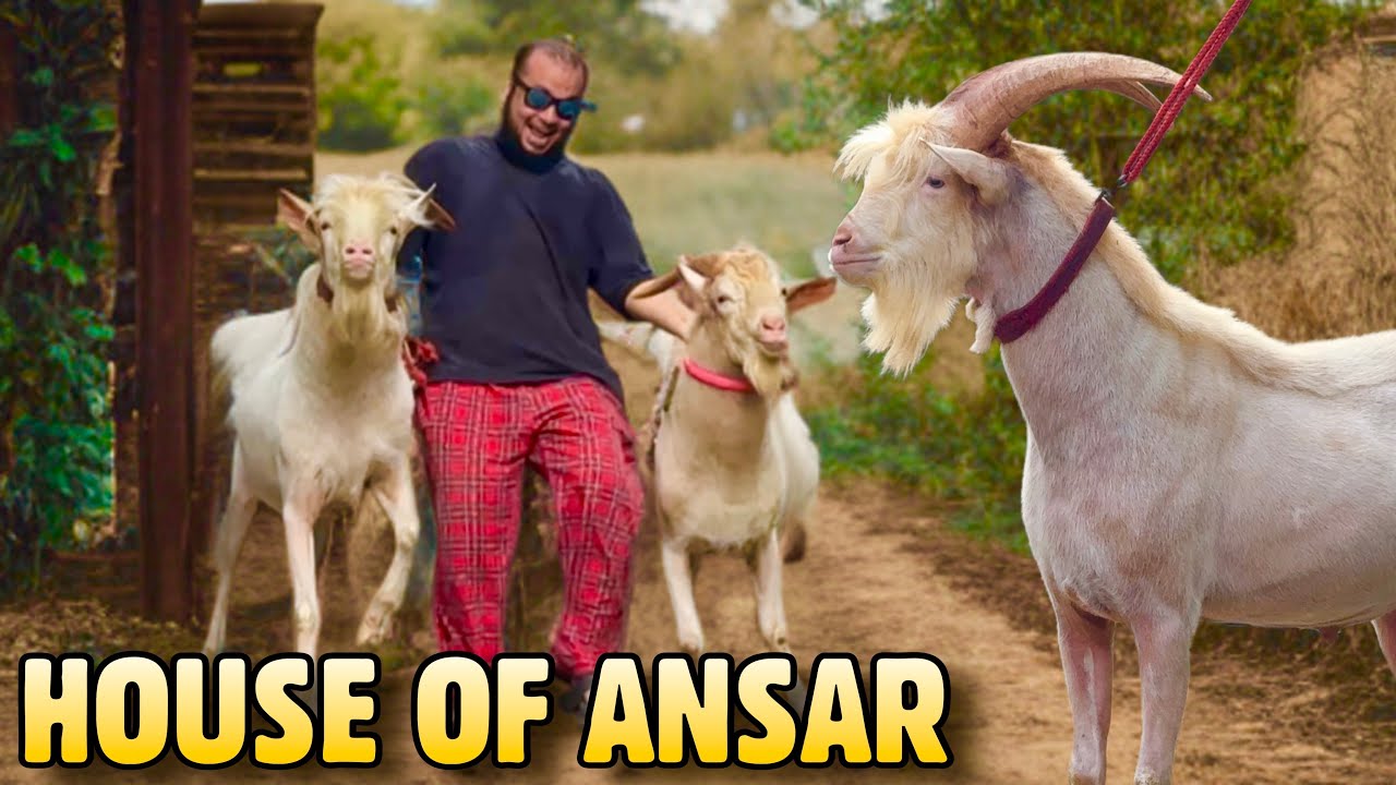 House of Ansar Saanen Breeding Setup Kurla | Khali, Netherlands Bloodline Goats