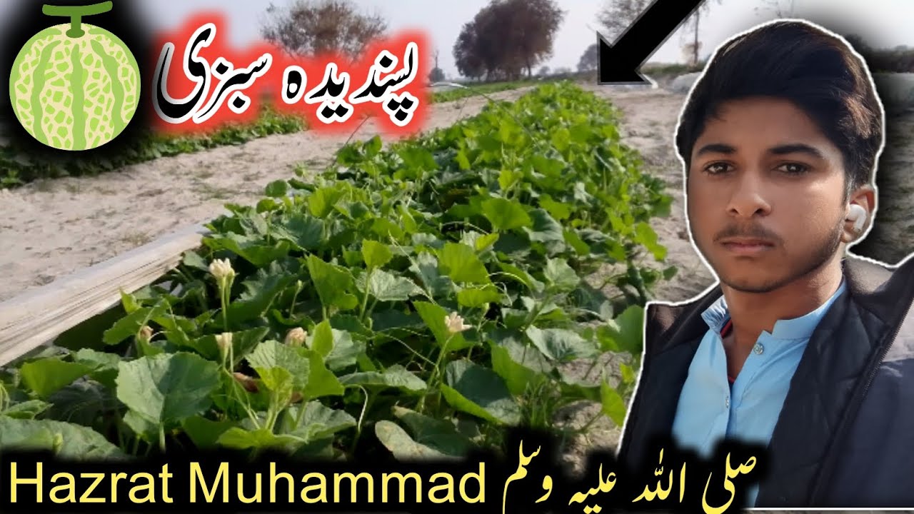 Hamare Nabi صلی اللّٰہ علیہ وسلم Ki Pasndida Sabzi 🍈|Mashaallah 