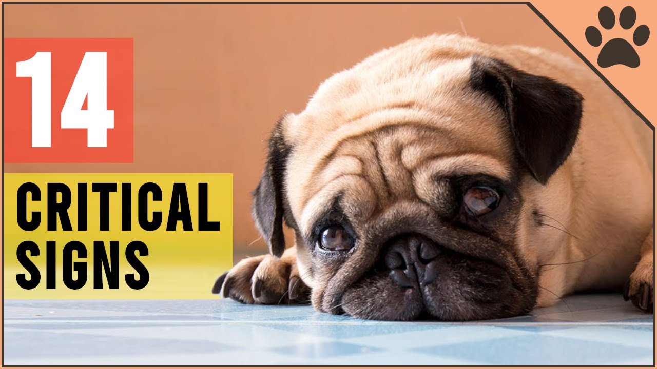 CRITICAL! 14 Signs That Your Dog Is Begging For Help