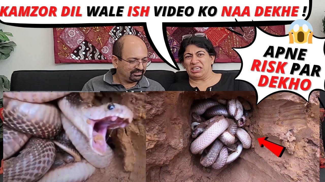 कैमरे में कैद ये दृश्य देख रूह काँप जाएगी 😱 | Unbelievable Animal Moments | Reaction!😨