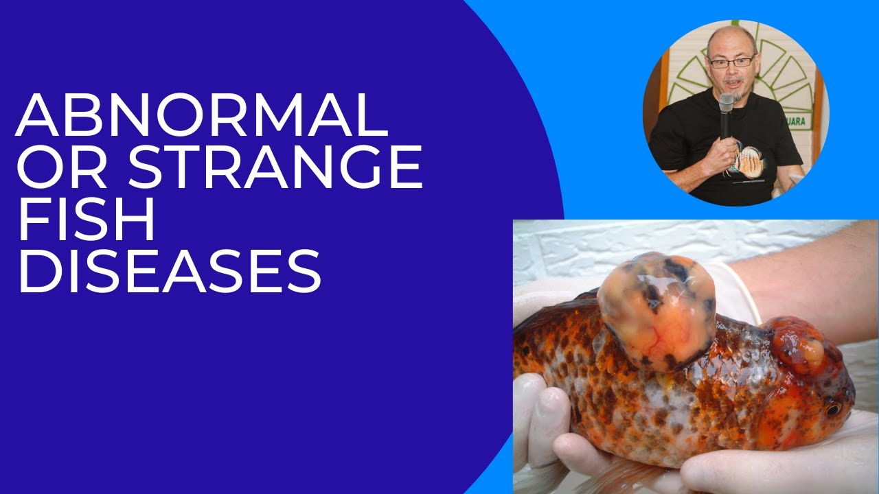 Abnormal fish diseases in our aquarium fish: unusual diseases or disorders of aquarium fish