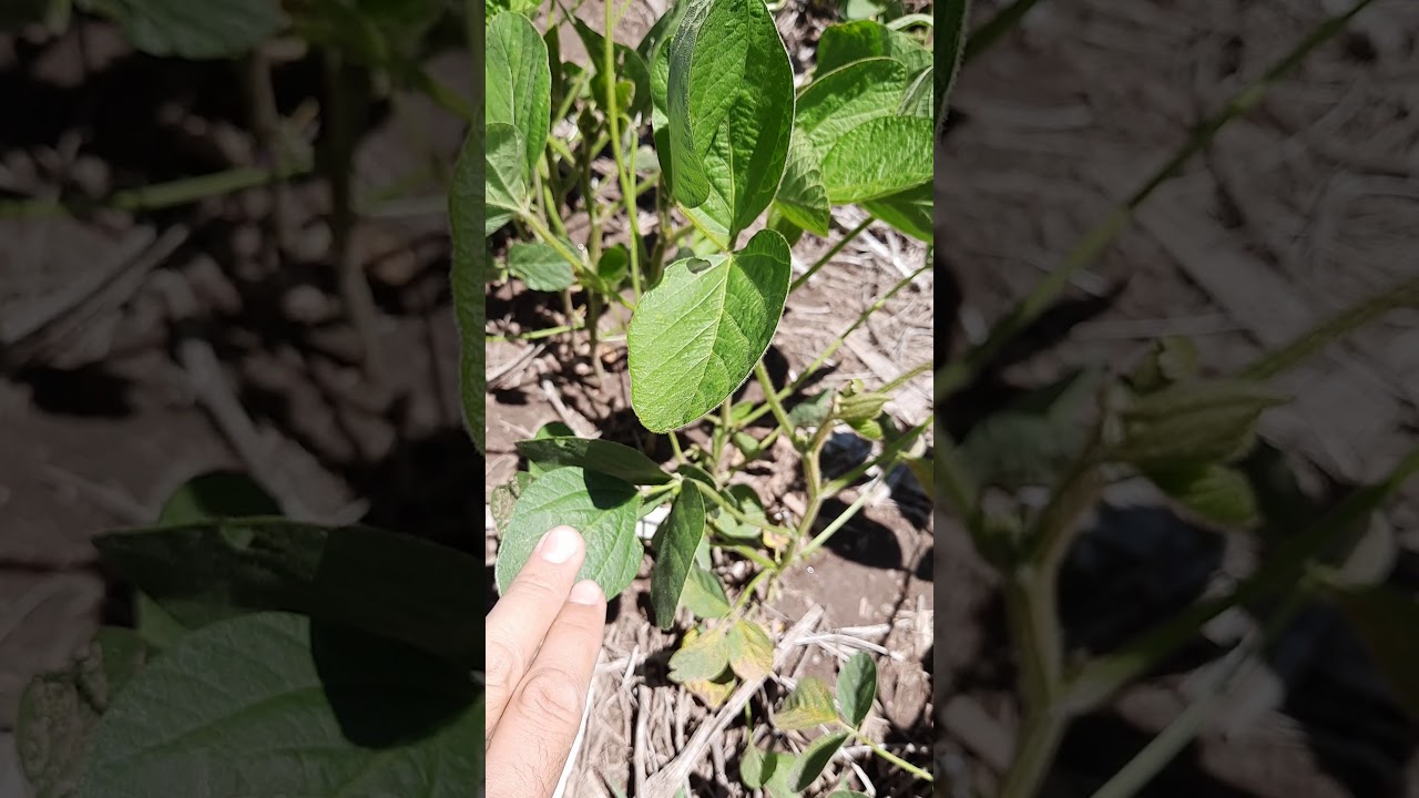 Mancha marrón de la soja (Septoria glycines)