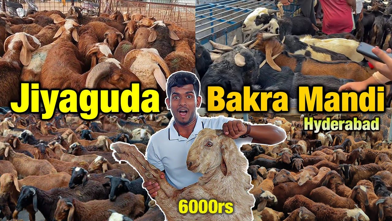 HYDERABAD JIYAGUDA BAKRA MANDI || 2024 || Goat Market | Qurbani Ke Jaanwar