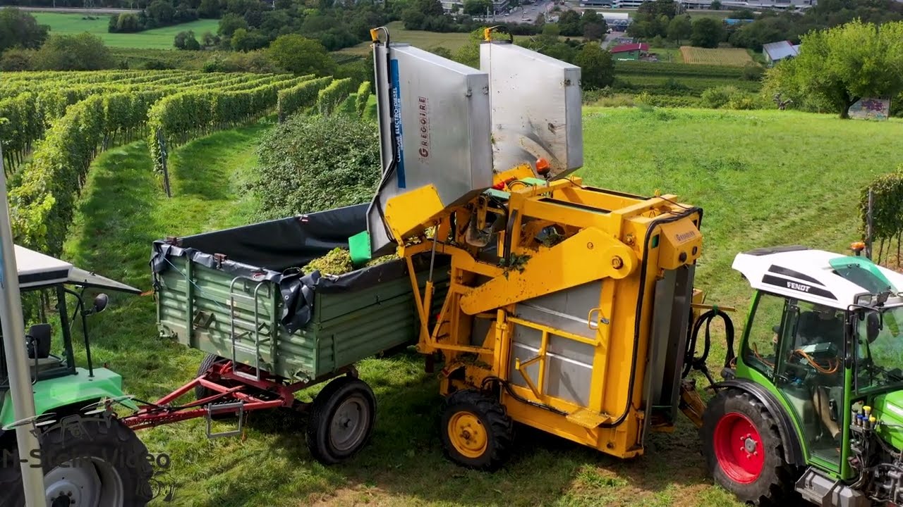 🍇🍇 Traubenvollernter im Einsatz: Fendt 209 & Gregoire PMM bei der Traubenlese 2023 🍇🍇