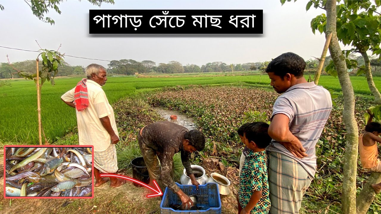 পরাবাড়ির পাগাড় সেঁচে মাছ ধরা শুরু | Village Style Fishing Vlog 