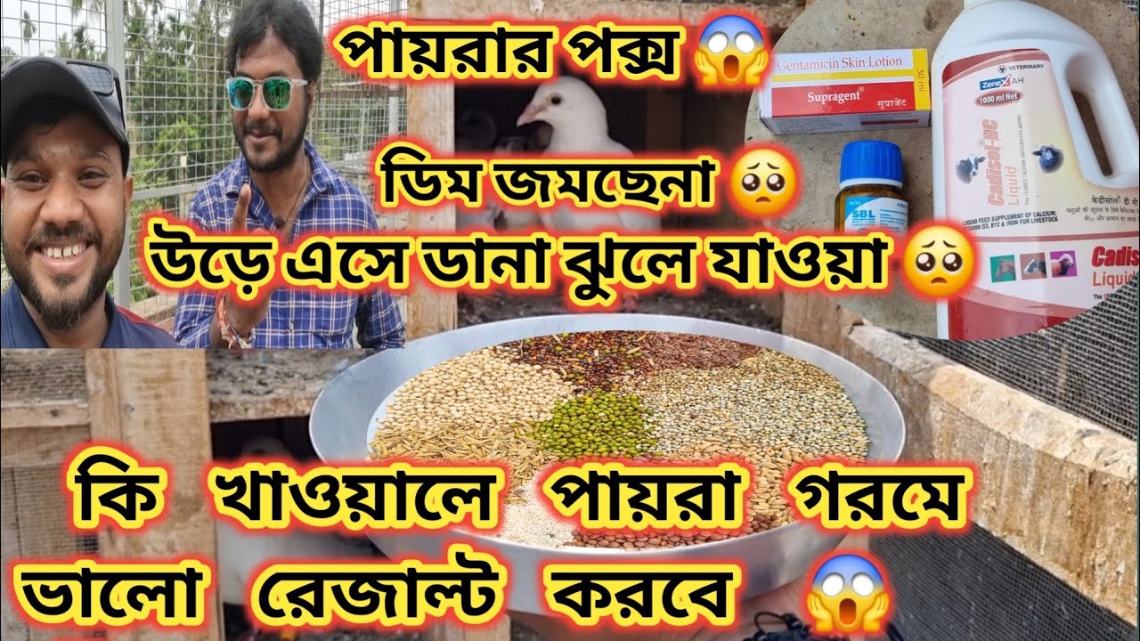 গরমে উড়া পায়রার খাবার 😱 পক্স ,ডিম জমে না , ডিমের খোলা পাতলা , শব টিপস থাকছে ভিডিও তে 😱🏆