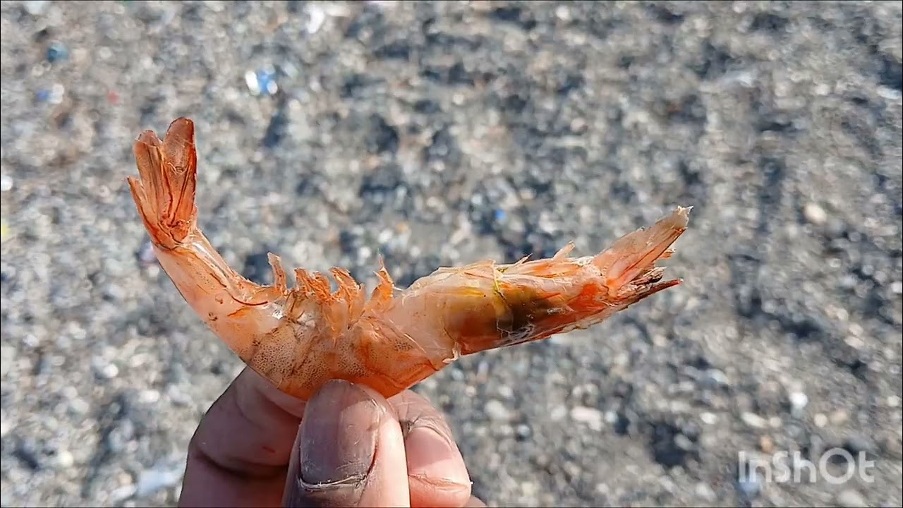 A beautiful yellowtail Snapper Save the Day