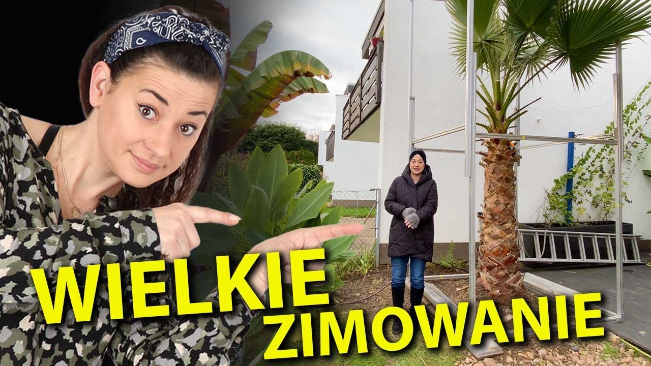 Wielkie Cięcie i Ogromne Znalezisko Pod Ziemią. Egzotyki Idą Spać.@egzotycznie