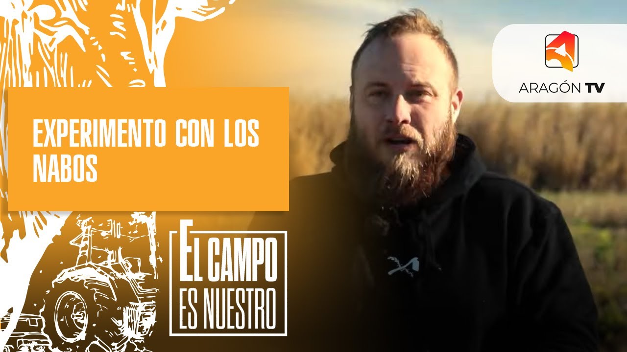 Experimento con los nabos de Mainar