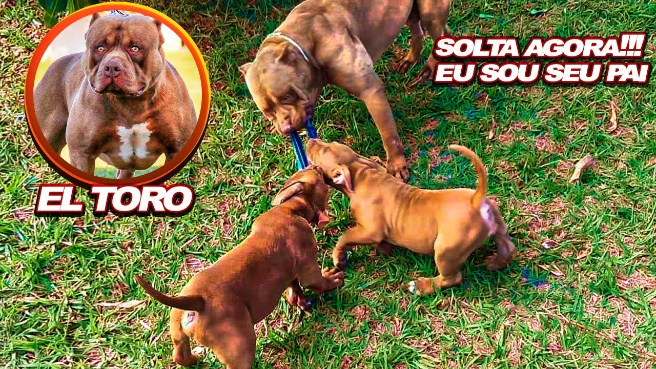 REAÇÃO DO EL TORO COM SEUS FILHOS PELA PRIMEIRA VEZ