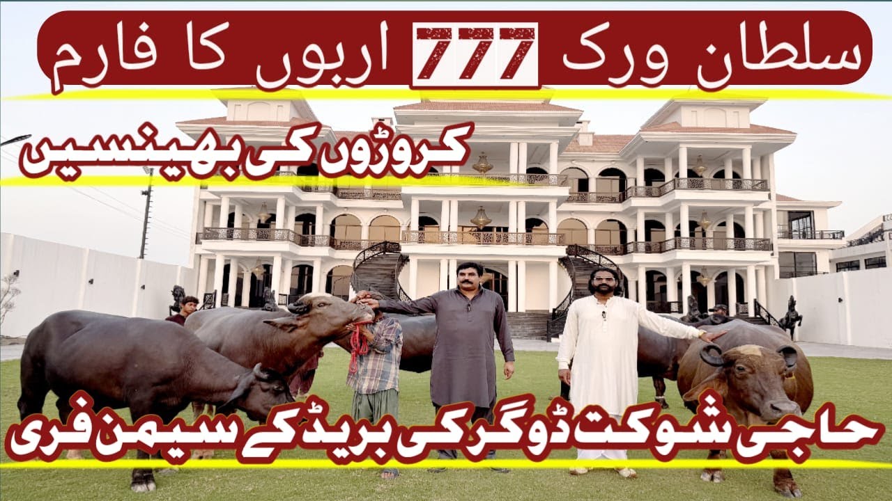 Best Nilli Ravi Buffalo Dairy Farm In Punjab | Sultan Virk 777 Farm |Mian Attique Official