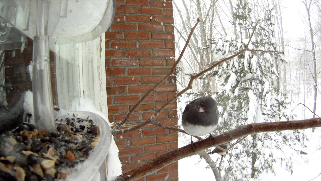 Blizzard Birds (window feeder session)